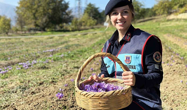 'Dünyanın en pahalı baharatı' hasadı başladı