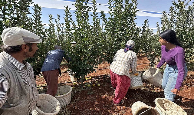 Elma hasadı başladı