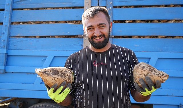 Erzincan'ın pancar hasadı başladı