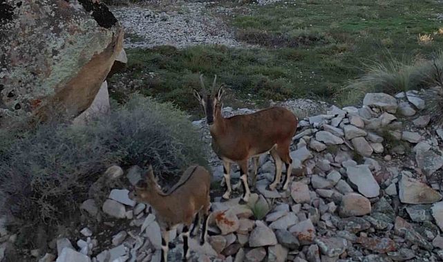 Erzurum'un Tortum ilçesine dağ keçileri ve yavruları görüntülendi