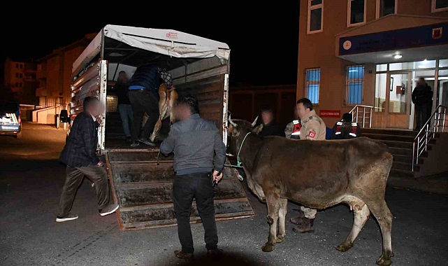Hayvan hırsızları Sarıkamış'ta yakalandı