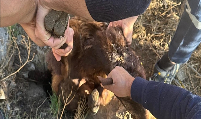 Iğdır’da 3 metrelik kuyuya düşen koyun kurtarıldı