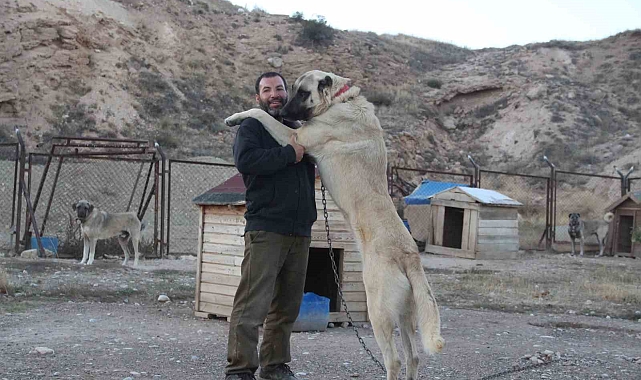 Kangal köpeklerinin rengi sarardı