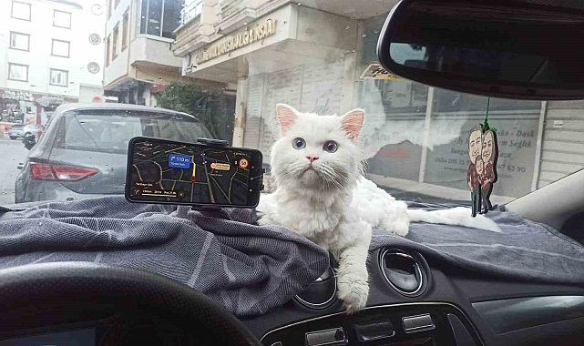 Kedinin çalındığı anlar kamerada