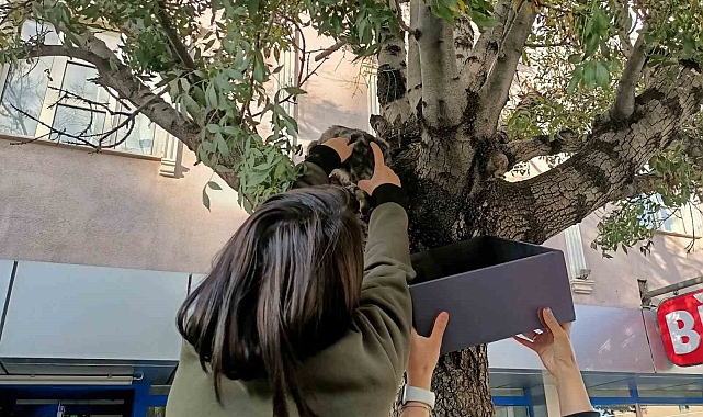 Köpekten korkup ağaca çıkan yavru kedi yaş mamayla ikna edilip aşağı indirildi