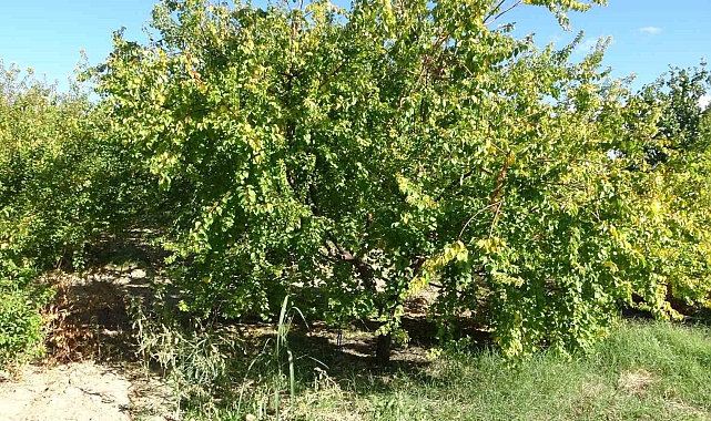 Malatya'da kayısı üreticiler için önemli uyarı