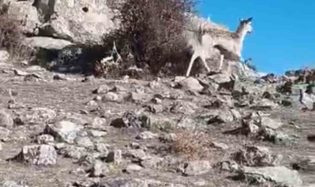 Mardin'de yıllar sonra ilk defa ceylan görüldü