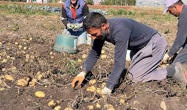 Patates hasadı başladı