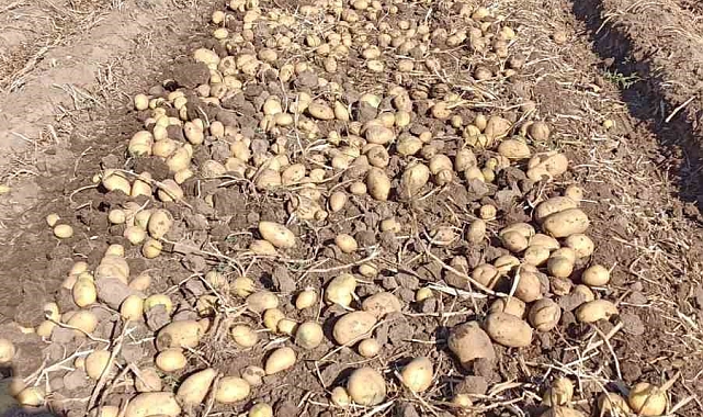 Patates hasadı tüm hızıyla devam ediyor
