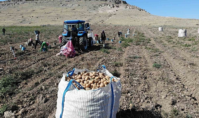 Patates tarlada 2, pazarda 10 lira