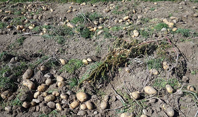 Patateste hasat devam ediyor