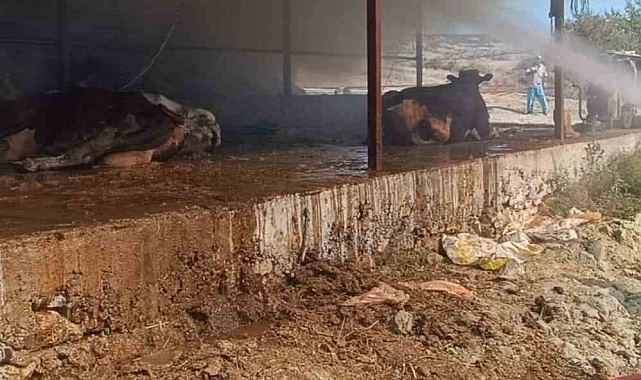 Sabah saatlerinde ahırda çıkan yangında 2 inek telef oldu