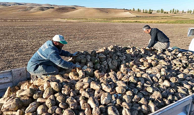 Şeker pancarında rekolte düştü