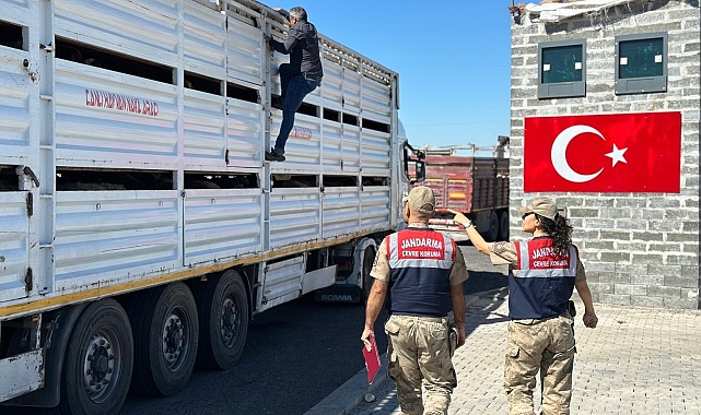Sevk belgesi olmayan 384 adet hayvan kontrole takıldı