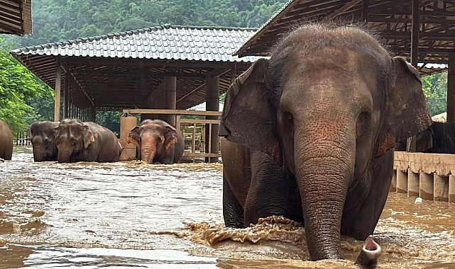Tayland'da sular altında kalan tabiat parkındaki 100 fil kurtarıldı