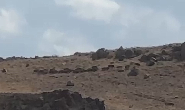 Van'da sürü halinde hareket eden domuz sürüsü görüldü