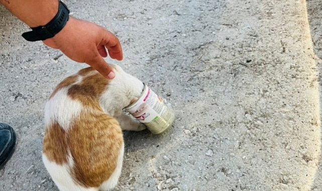 Yaramaz kedinin imdadına itfaiye yetişti