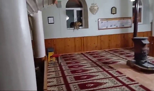 Yiyecek bulmak için mahalleye gelen tilki camiye sığındı