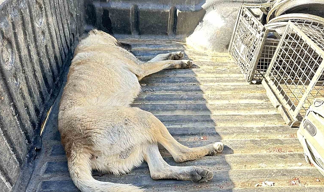 Yüksekova'da Bitkin düşen köpek tedavi altına aldı