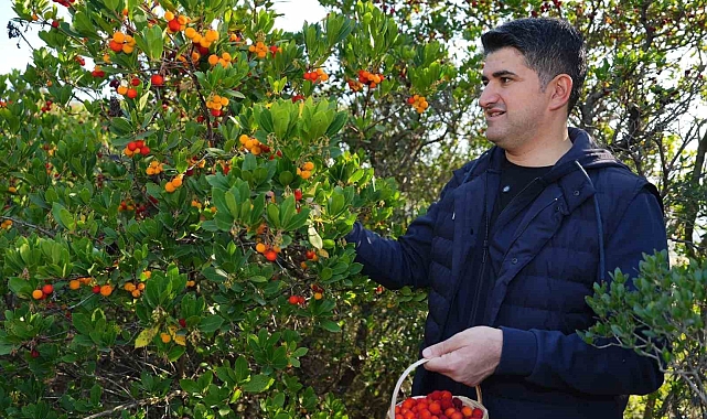 438 metre yüksekliğindeki Kayışdağı Ormanı'nda dağ çileği toplandı