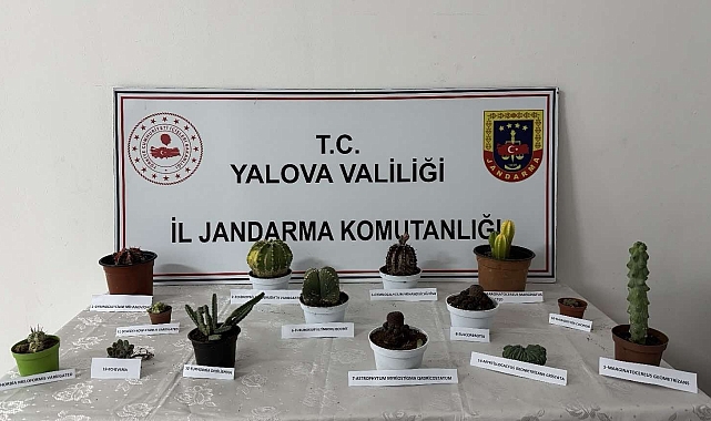 60 bin lira değerindeki 14 kaktüsü çalan zanlı yakalandı