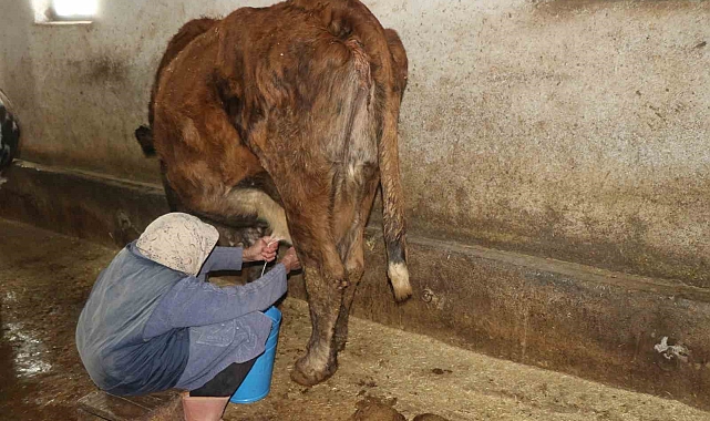 79 yaşındaki Dilber ninenin inanılmaz hayat mücadelesi