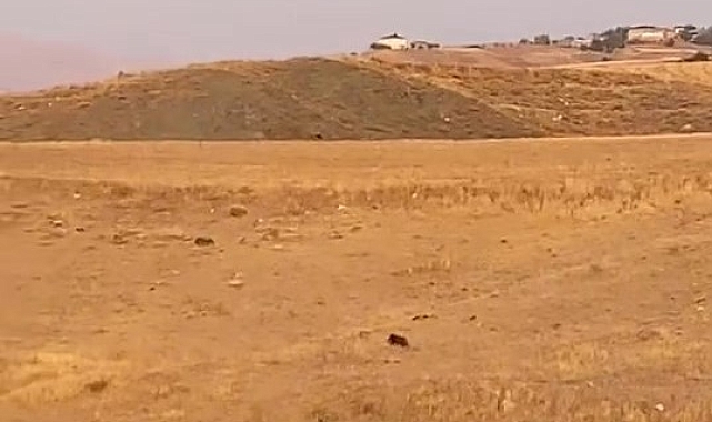 Aç kalan domuz köye indi