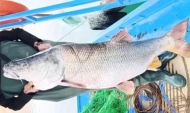 Balıkçının ağına 46 kiloluk turna balığı takıldı