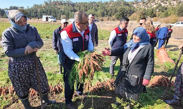 Çakır havucunda hasat başladı