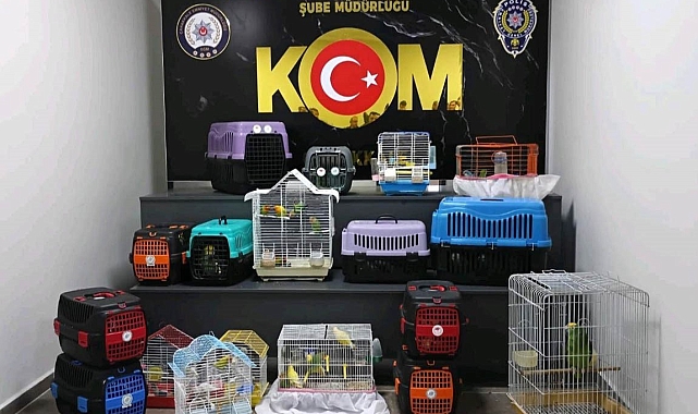 Çanakkale'de papağan operasyonu
