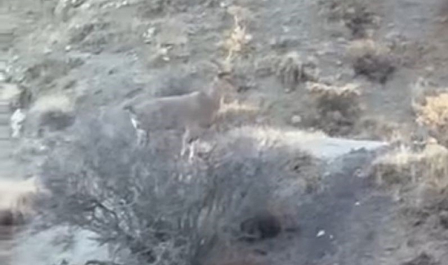 Dağ keçisi ve yavruları Harput'ta görüntülendi