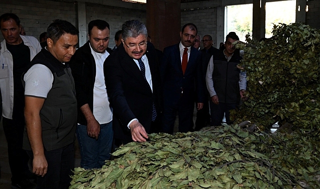 Defne yaprağı hasadı başladı