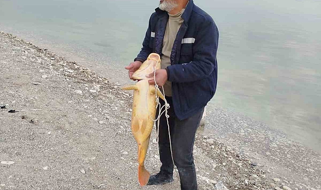 Elazığ'da oltasına 20 kiloluk balık takılan adamın bu kez  Pertek'te 21 kiloluk sazan avladı
