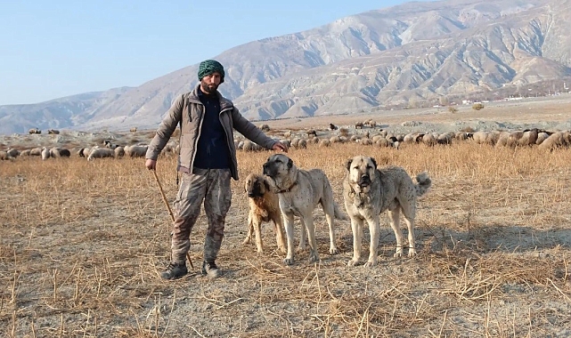 En güvendiği dostları: Çoban köpekleri