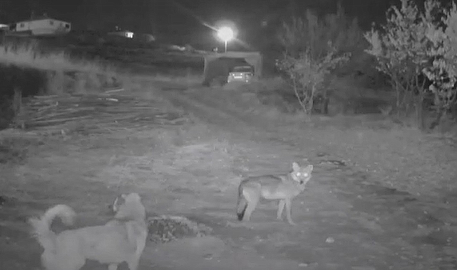 Erzincan'da kurdun köpeği tuzağa çekmesi güvenlik kamerasına yansıdı