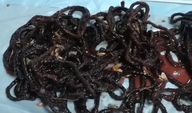 Gece kelebeği avladığı tespit edilen Avusturya uyruklu şahısa ceza uygulandı