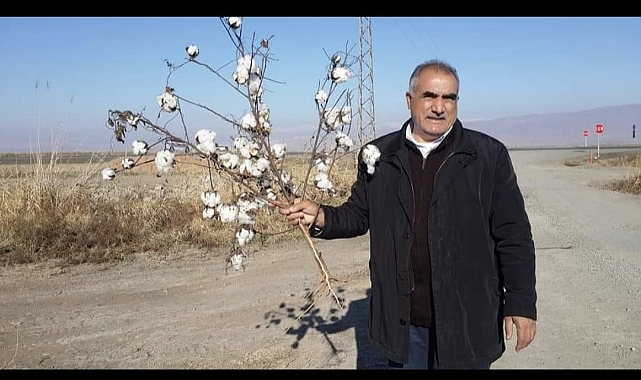 Iğdır’da Pamuk Yetiştiriciliği, Kent Ekonomisine Katkı Sağlayabilir