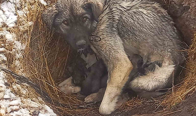 Kars'ta kar yağışı başladı