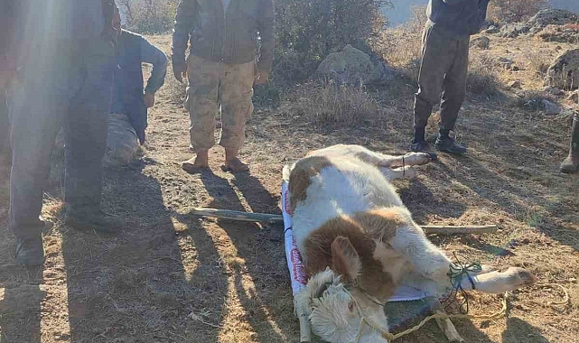 Kayalıklarda mahsur kalan inek kurtarıldı