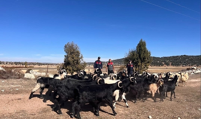 Kayıp hayvanları jandarma buldu