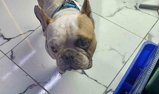 Kayseri'de köpeği defalarca direğe vurarak yaralayan şahıs gözaltına alındı