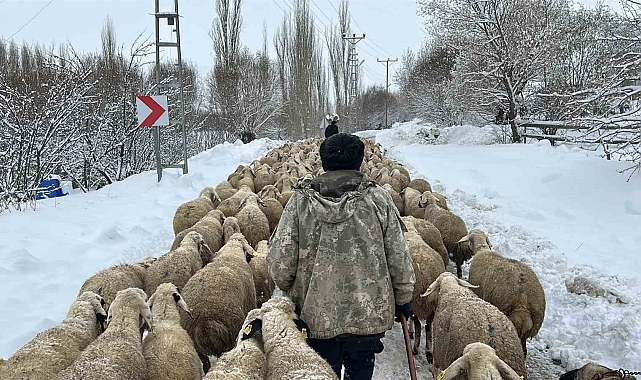 Kışa hazırlıksız yakalanan çobanlar yayladan erken dönüş yaptı