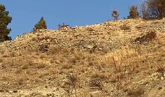 Koruma altındaki dağ keçileri sürü halinde Elazığ'da görüldü