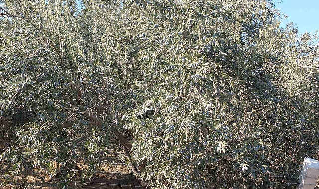 Kuraklıktan büyüyemeyen zeytin yüz güldürmedi
