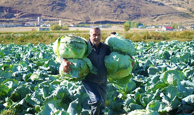 Lahana üretiminden 120 milyon lira gelir bekleniyor