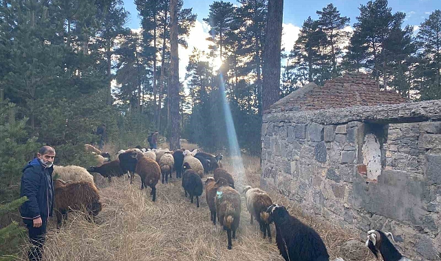 Maskeli hırsızlar tarafından çalınan hayvanlar bulundu