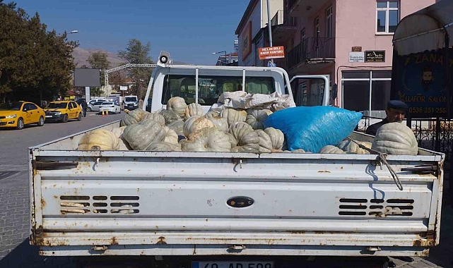 Muş merkezde bal kabaklarına pazar bulamayan üretici ürünlerini Varto'da satıyor