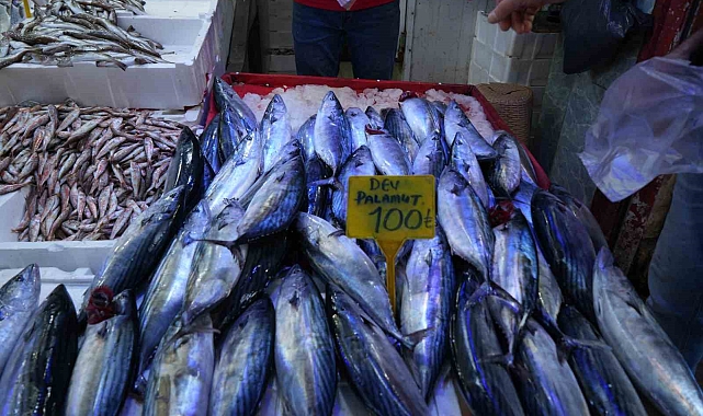 Palamut bereketine balıkçılar bile şaşkın