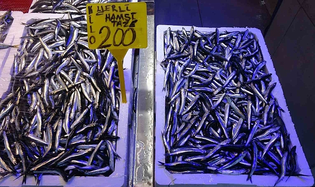 Palamut ve hamsi ihracat rakamları şaşırttı