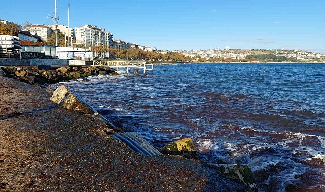Tekirdağ'da Kızıl yosunlar gelmeye devam ediyor
